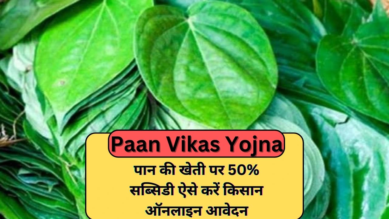 Paan Vikas Yojna:पान की खेती पर 50% सब्सिडी ऐसे करें किसान ऑनलाइन आवेदन