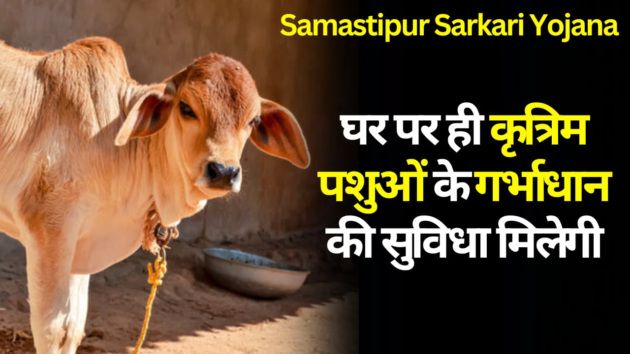 Samastipur Sarkari Yojana: घर पर ही कृत्रिम पशुओं के गर्भाधान की सुविधा मिलेगी, और आवेदन करने के लिए आपको सिर्फ 10वीं कक्षा में पास होना होगा। यह प्रशिक्षण 3 महीने तक चलेगा।
