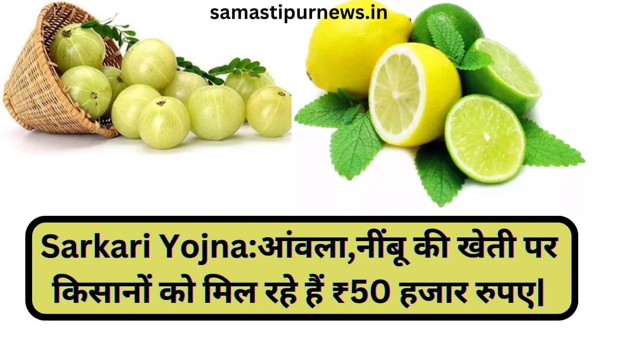 Sarkari Yojna 2023:आंवला,नींबू की खेती पर किसानों को मिल रहे हैं ₹50 हजार रुपए|