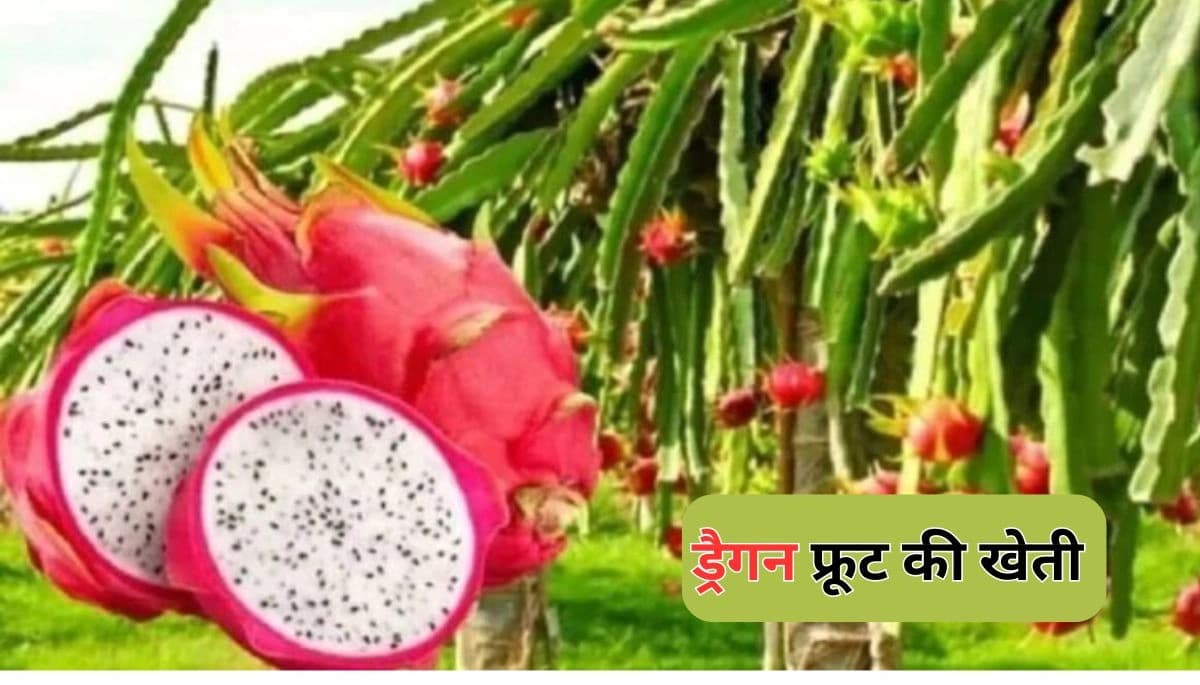 बिहार में ड्रैगन फ्रूट की खेती से किसानों की चमक रही किस्मत, एक बार की लागत और सालों का मुनाफा