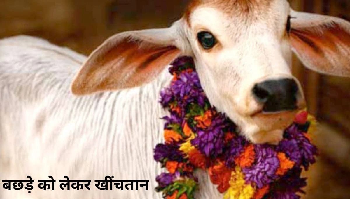 बछड़े का विवाद: बिहार में गाय के बछड़े को लेकर खींचतान, पुलिस डीएनए टेस्ट से तलाशेगी असली मां