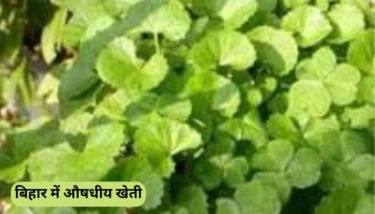 बिहार में औषधीय खेती और मलबरी सिल्क उत्पादन को मिलेगी नई रफ्तार, हर्रे-बहेड़ा से बढ़ेगी आय