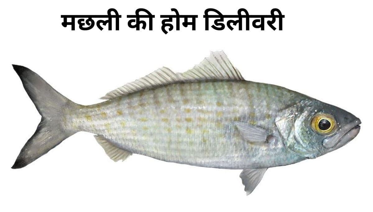 बिहार न्यूज़: अब पटना में होगी मछली की होम डिलीवरी, जिंदा मछली के शौकीन ऐसे करें ऑर्डर