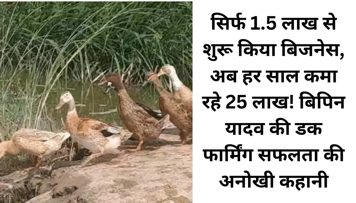 सिर्फ 1.5 लाख से शुरू किया बिजनेस, अब हर साल कमा रहे 25 लाख! बिपिन यादव की डक फार्मिंग सफलता की अनोखी कहानी