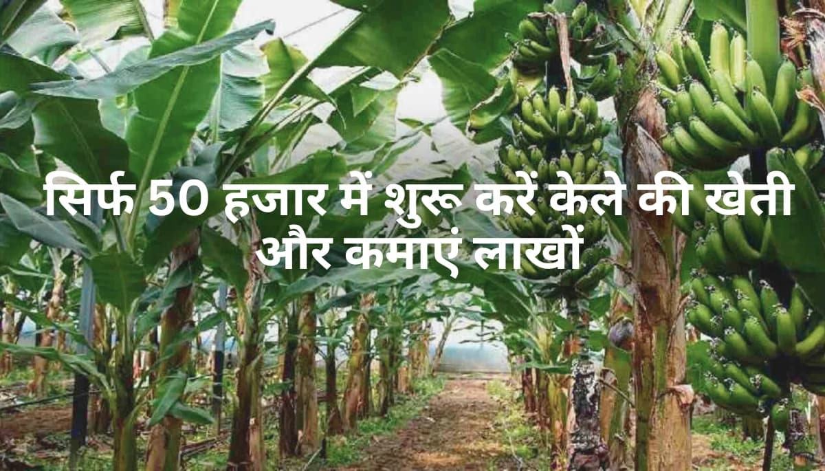 केले की खेती का राज़: किसान विजय कुमार झा की कहानी जो बदल देगी आपकी जिंदगी