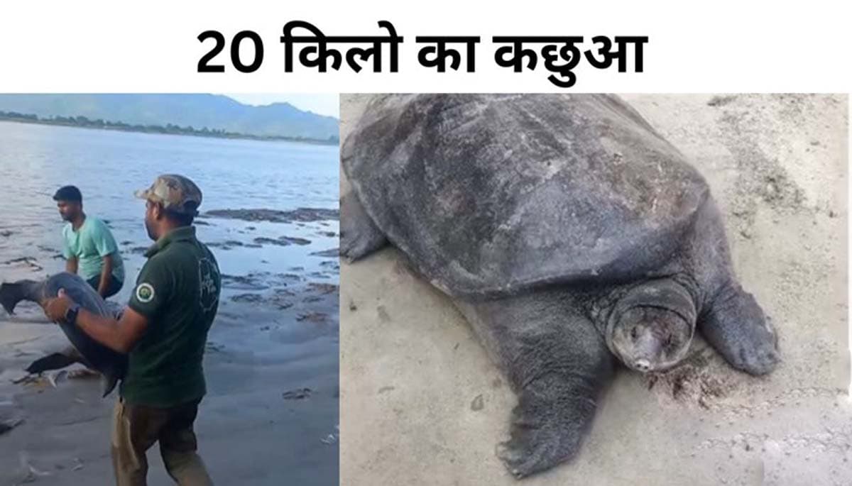 पश्चिम चंपारण में मिला 20 किलो का दुर्लभ कछुआ, वन विभाग ने किया सुरक्षित रेस्क्यू