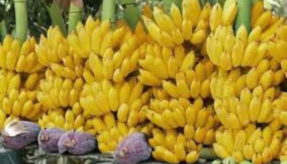 बिहार समाचार: हाजीपुर का मशहूर चिनिया केला आपदाओं से प्रभावित, किसान चिंतित