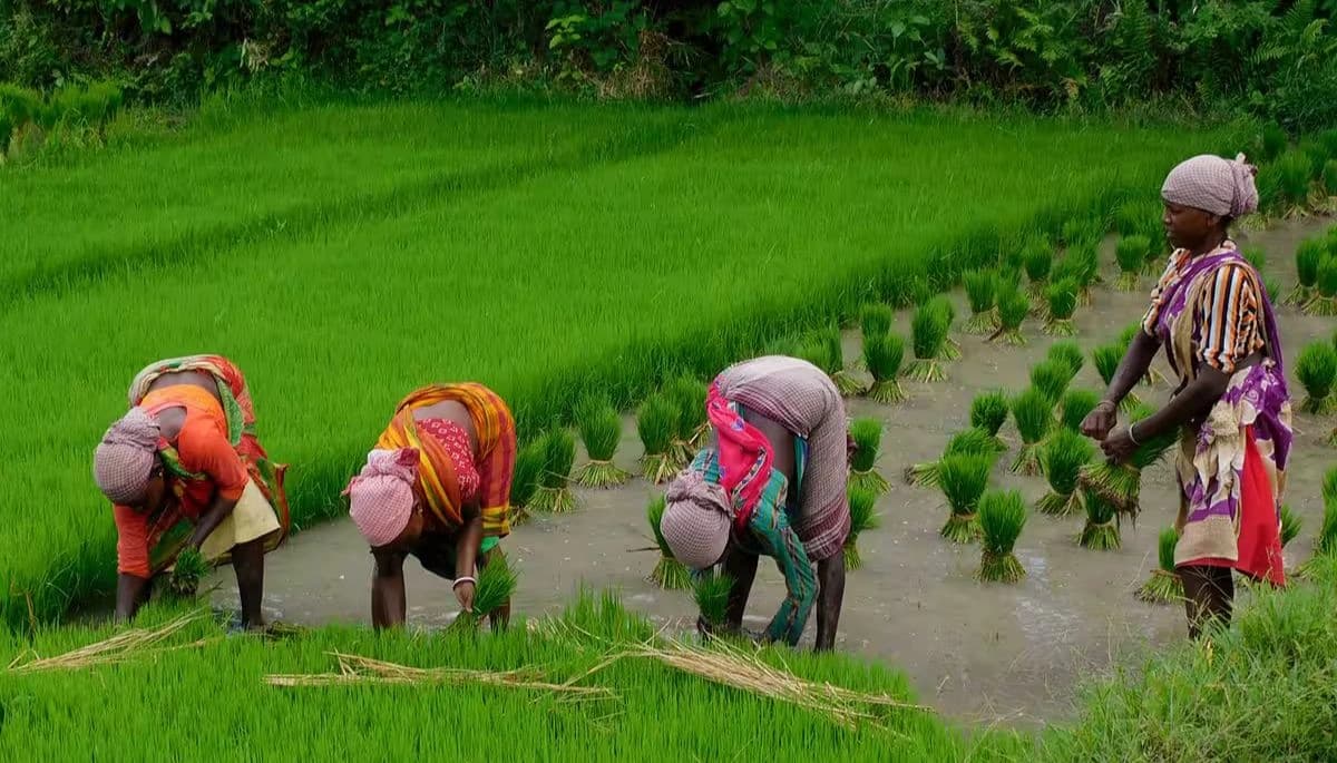 Darbhanga News: बाढ़ पीड़ित किसानों को फसल क्षति मुआवजे का एक और अवसर