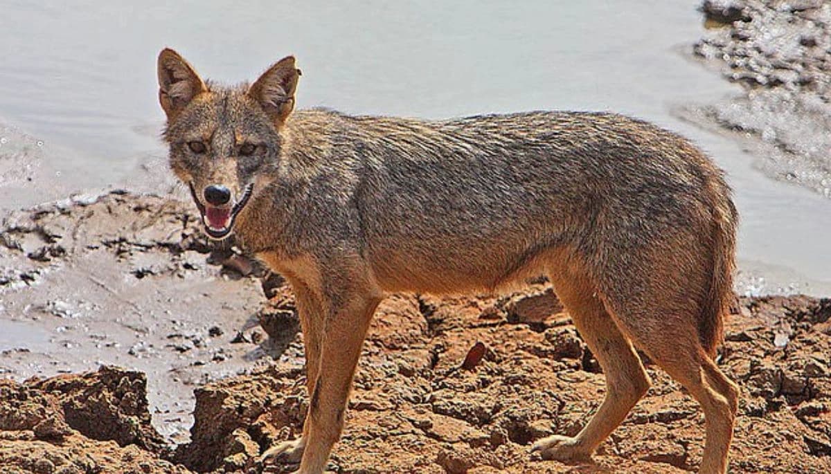 बिहार में आदमखोर बना सियार, गया में सात लोग घायल, वन विभाग जुटा रेस्क्यू में