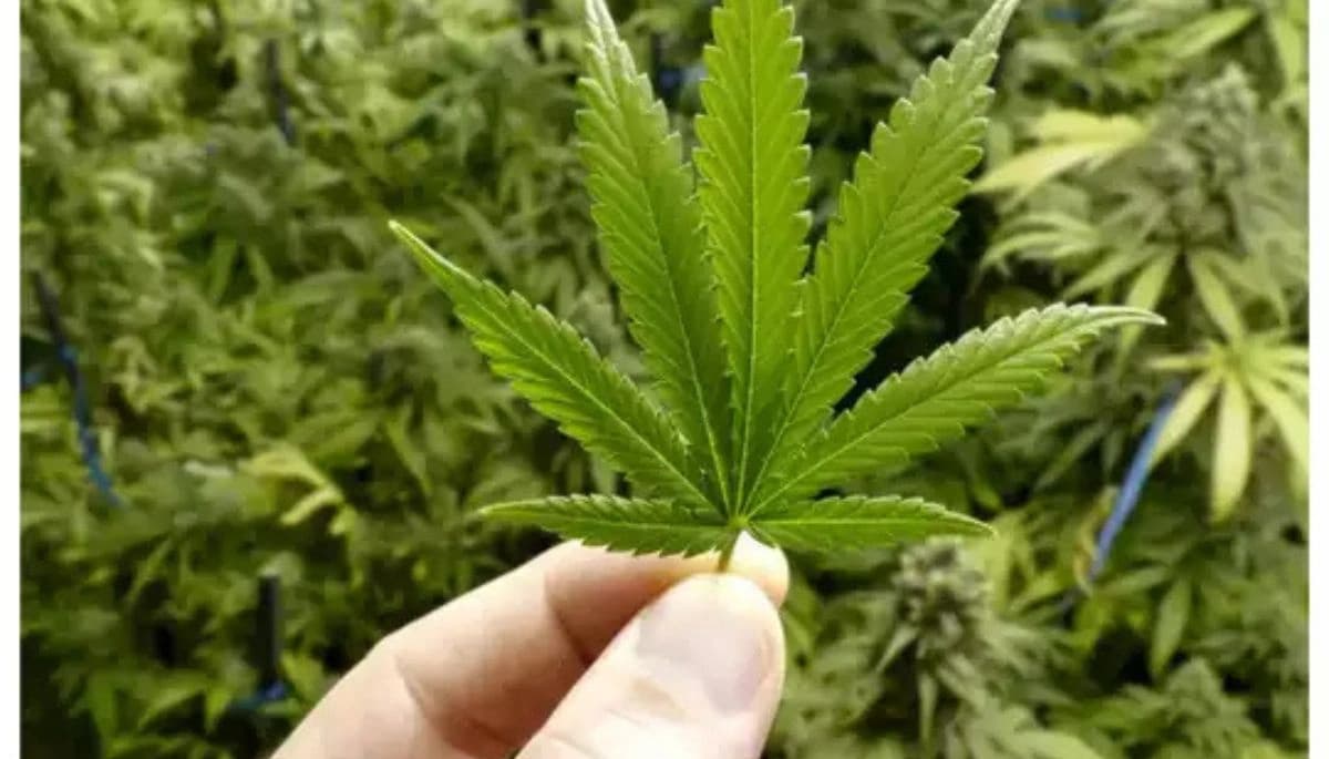 Bihar News: मोतिहारी पुलिस की बड़ी कार्रवाई, 1 करोड़ के गांजा के साथ तस्कर गिरफ्तार