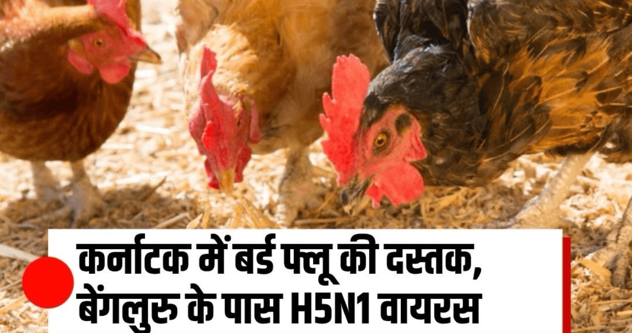 Karnataka Bird Flu Alert: बेंगलुरु में H5N1 केस, हजारों मुर्गियां नष्ट