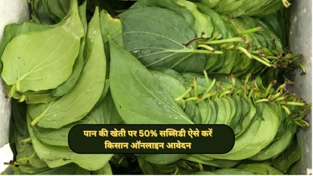 Paan Vikas Yojna