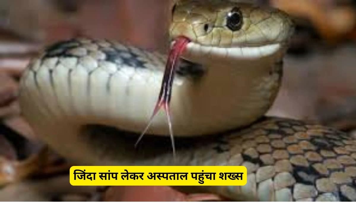 Saanp News: रसेल वाइपर के डंसे के बाद भी हिम्मत नहीं हारी, जिंदा सांप लेकर अस्पताल पहुंचा शख्स