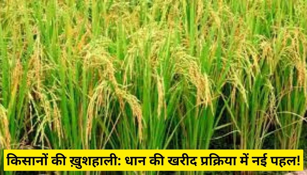 बिहार में धान की खरीद के लिए 2300 रुपये प्रति क्विंटल का न्यूनतम समर्थन मूल्य, मुख्यमंत्री ने की समीक्षा बैठक