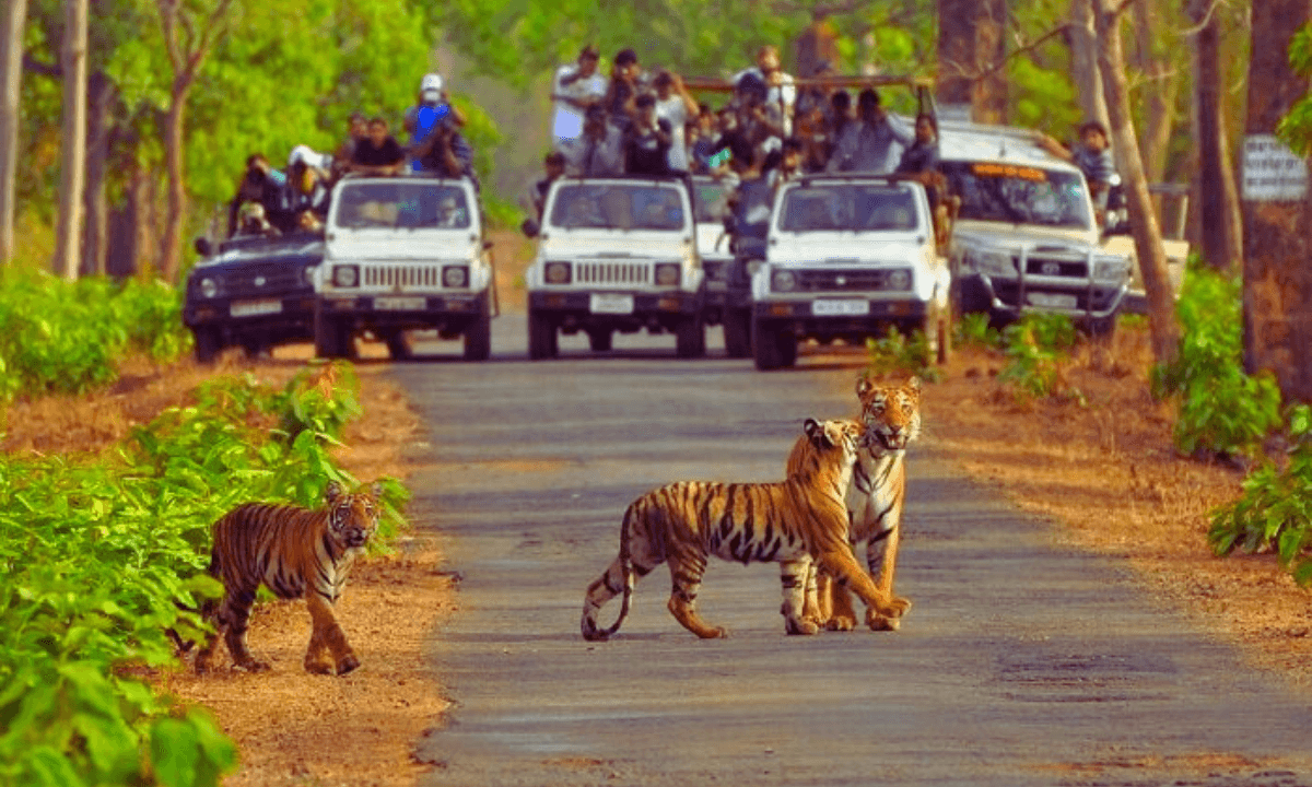 Sariska: सुरक्षित और सुंदर पर्यटन स्थल जैसे पंचमढ़ी, माउंट आबू और लोनावला की हरियाली और झरनों का दृश्य"