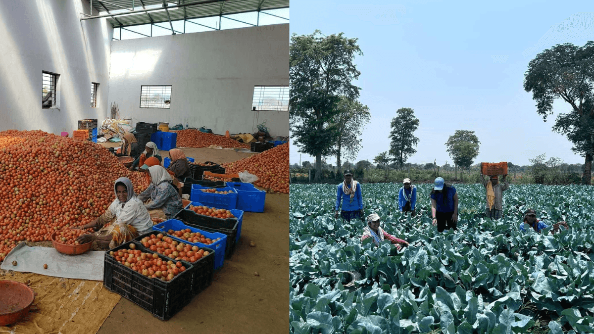 Smarika Chandrakar success story – MBA graduate turned farmer earning crores by selling tomatoes in Chhattisgarh