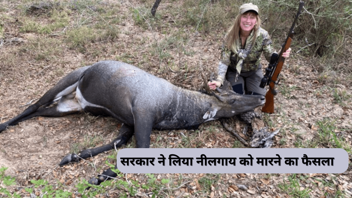 नीलगाय और जंगली सूअरों को मारने का सरकार ने लिया बहुत बरा फैसला