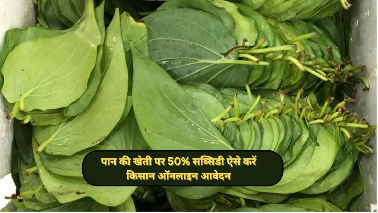 Paan Vikas Yojna