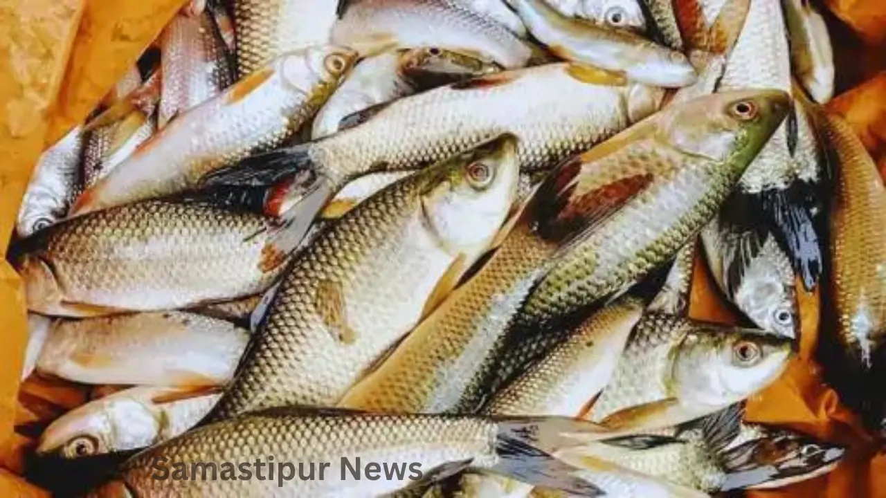 Instant Profit at Low Cost: जानिए कैसे Jayanti Rohu Fish से बदल सकते हैं अपनी आर्थिक स्थिति