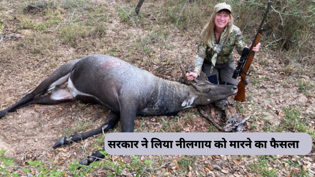 नीलगाय और जंगली सूअरों को मारने का सरकार ने लिया बहुत बरा फैसला 1 नीलगाय और जंगली सूअरों को मारने का सरकार ने लिया बहुत बरा फैसला