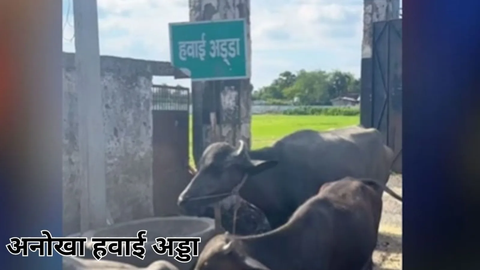 बिहार का अनोखा हवाई अड्डा: जहां रनवे पर घूमते हैं गाय-भैंस, सुरक्षा व्यवस्था नहीं के बराबर
