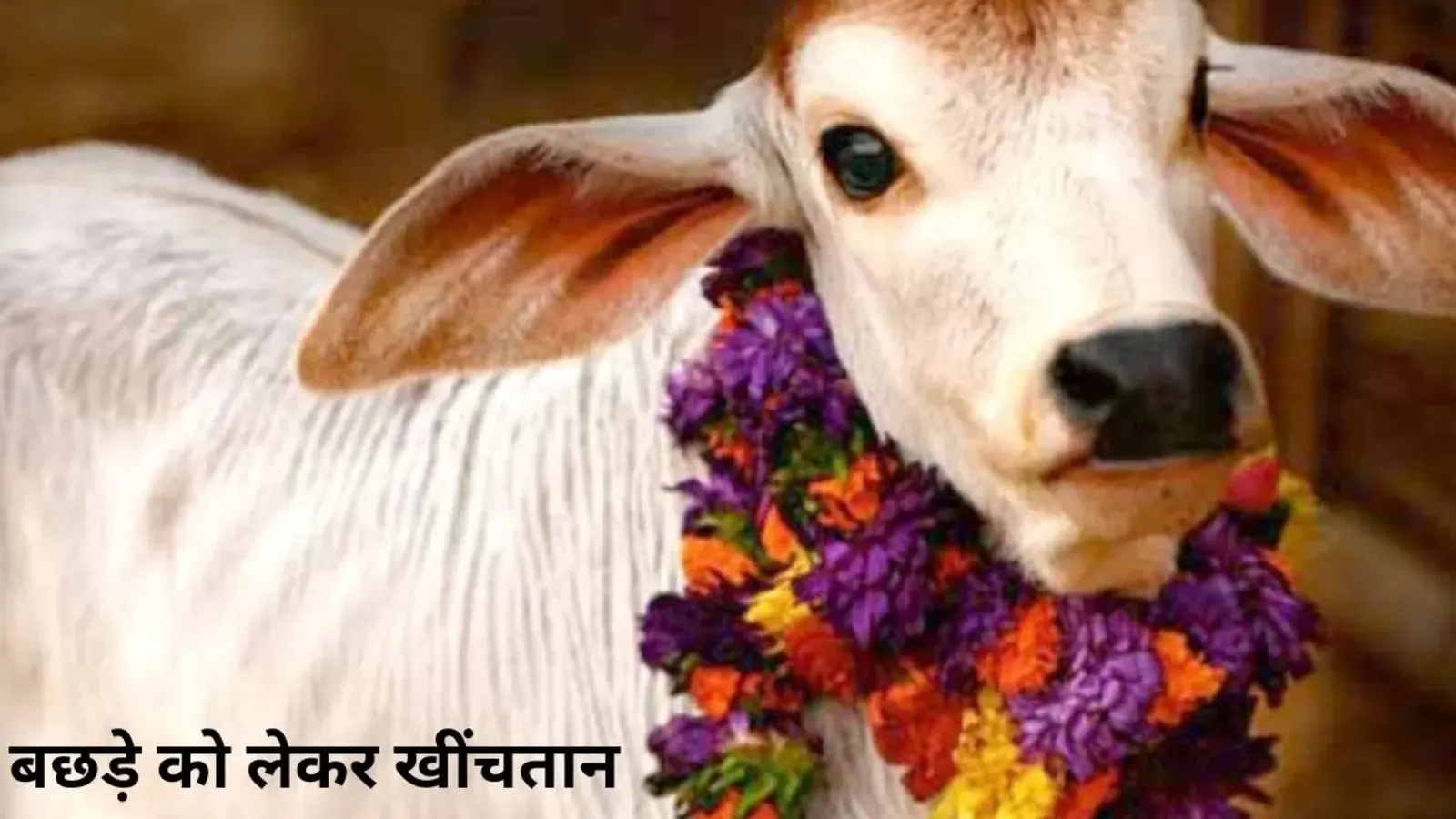 बछड़े का विवाद: बिहार में गाय के बछड़े को लेकर खींचतान, पुलिस डीएनए टेस्ट से तलाशेगी असली मां