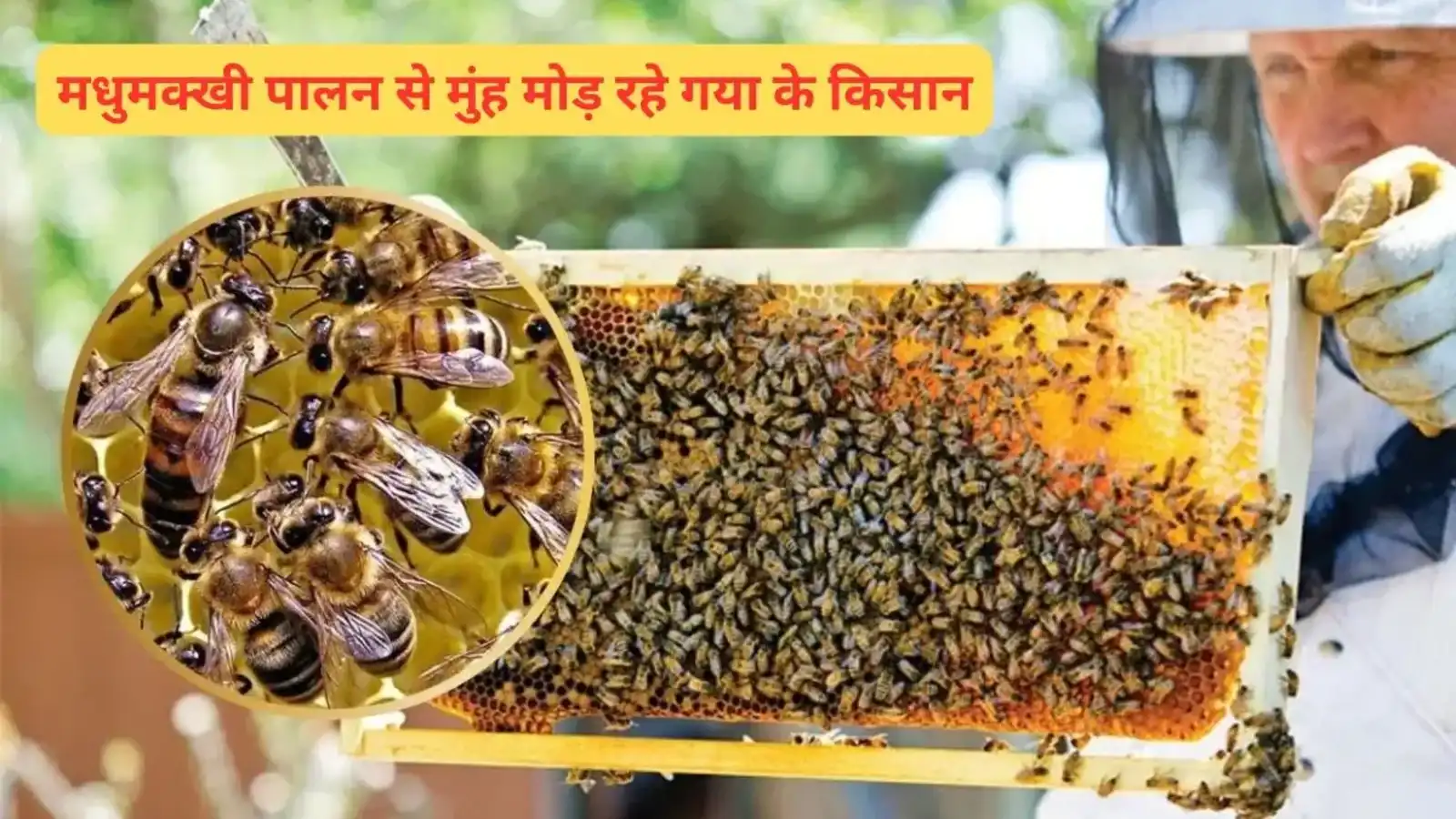 गया न्यूज़: मधुमक्खी पालन से मुंह मोड़ रहे गया के किसान, जानें इसकी वजह