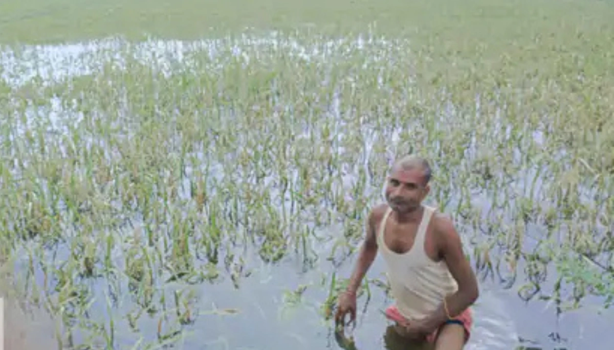 बिहार बाढ़ का कहर: 26,861 हेक्टेयर फसलें तबाह, सबसे ज्यादा नुकसान औराई में – जानें सरकार क्या करेगी