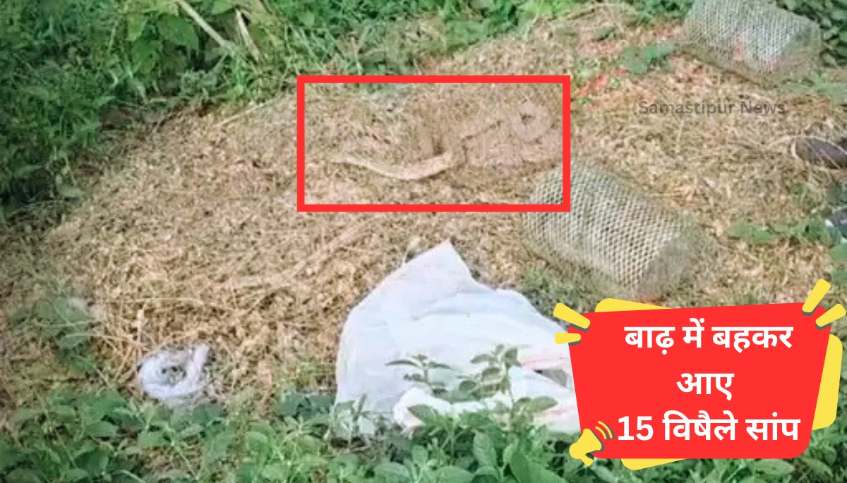 बेगूसराय में बाढ़ के बाद सनसनी: रसेल वाइपर और गोल्डन किट वाइपर समेत 15 खतरनाक सांप जंगल में छोड़े गए