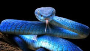 बिहार: गया में पुलिस की बड़ी कामयाबी, 12 साल से फरार कुख्यात नक्सली सुरेश भुइया गिरफ्तार 5 Bihar News