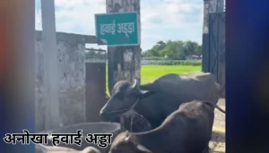 नालंदा समाचार: करंट लगने से मौली यादव और गौतम साव की मौत, क्षेत्र में मचा कोहराम 2 Bihar News