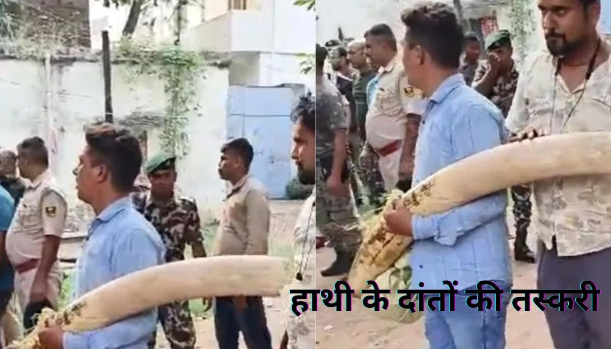 आरा में हाथी के दांतों की तस्करी