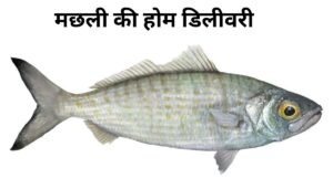 राशन दुकानों पर नहीं चलेगी मनमानी, अब इस एप से होगी निगरानी 5 अब पटना में होगी मछली की होम डिलीवरी