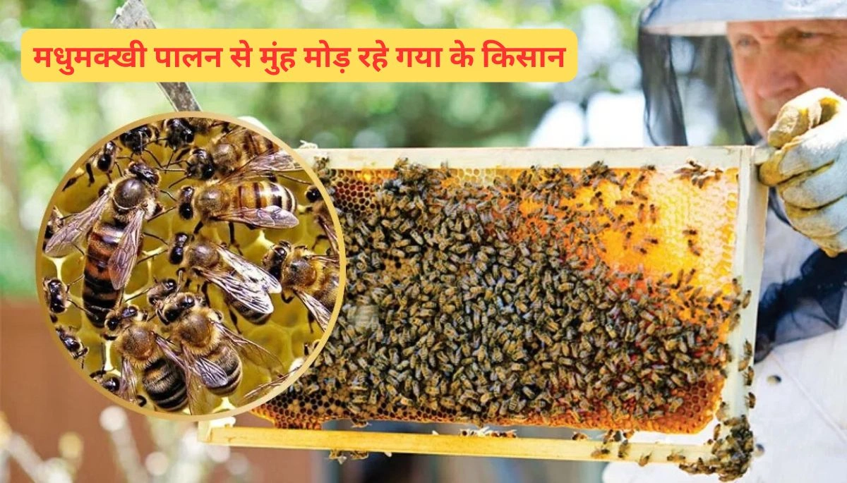 गया न्यूज़: मधुमक्खी पालन से मुंह मोड़ रहे गया के किसान, जानें इसकी वजह