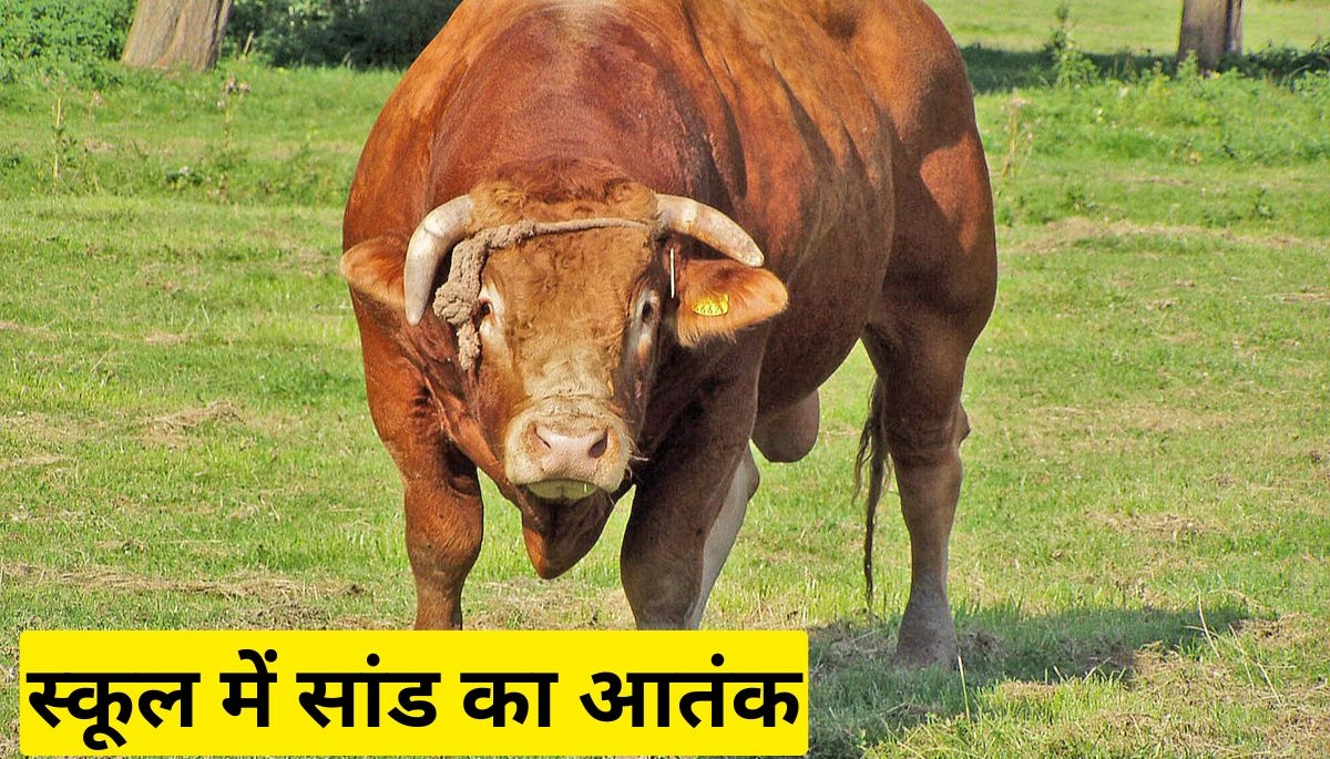 बांका के सरकारी स्कूल में सांड का आतंक: बच्चों पर हमला, दो गंभीर रूप से घायल 1 Bihar News