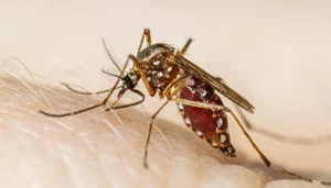 समस्तीपुर में डेंगू का तगड़ा हमला: 10 दिनों में 19 नए मरीज, कुल संख्या 134 तक पहुँची