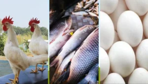 Abhiyan Basera Bihar 2025: सरकार ने दिए जमीन आवंटन और गोला-बारूद जांच के निर्देश 4 Bihar News