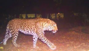 बिहार में पैक्स चुनाव के लिए नामांकन की प्रक्रिया शुरू, पांच चरणों में होंगे मतदान 5 Bihar News