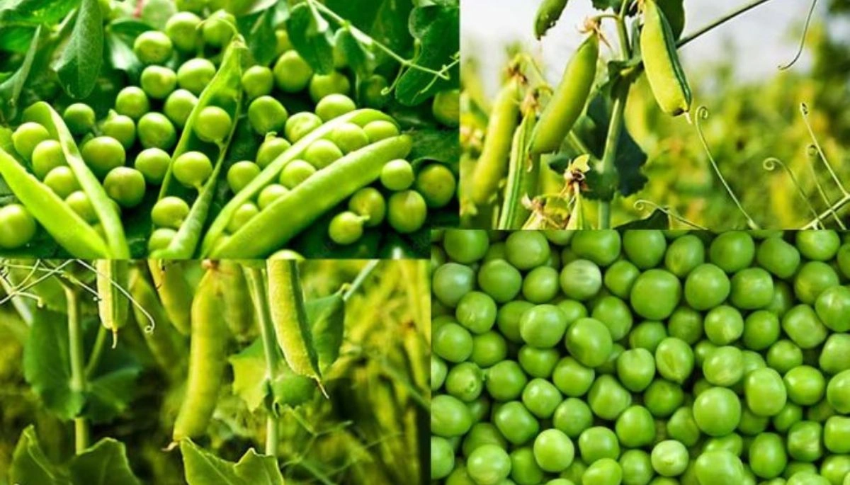 बिहार के 15 जिलों मे सरकार के द्वारा मटर के खेती को बढ़ावा दिया जा रहा है , 50 फीसदी सब्सिडी 1 Bihar News