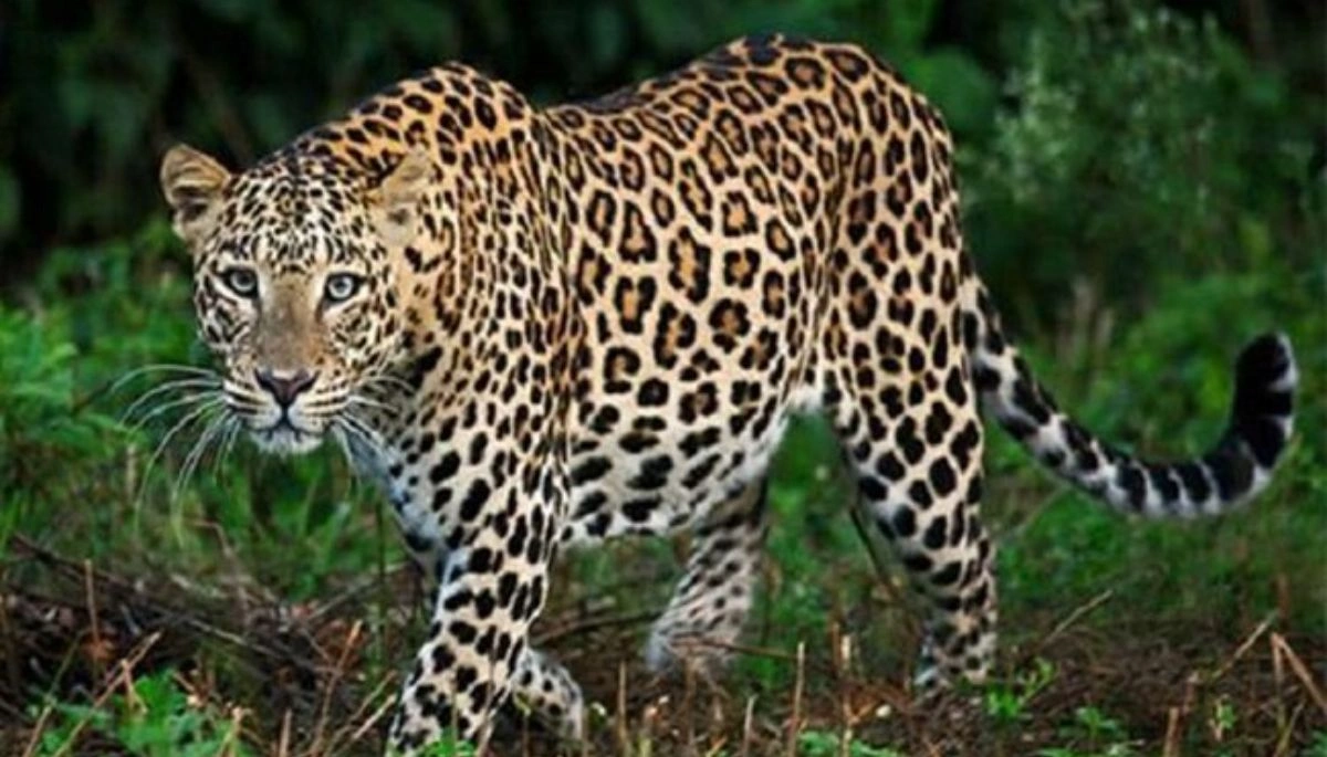 बिहार के बिहटा में तेंदुए का आतंक, एयरपोर्ट इलाके में मचाई हड़कंप, मवेशियों को बना रहा शिकार 1 Bihar News