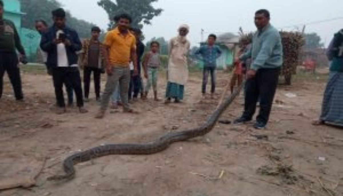 A massive python found near a pond in Kathsikri village, West Champaran, Bihar, rescued by forest officials.