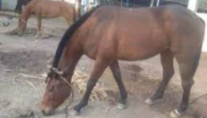 बिजनेसमैन का बेटा अपनी ही थार से लापता, क्या किसी गुफा में कैद है नमन? परिजनों ने जताई तंत्र-मंत्र की आशंका 4 Bihar News