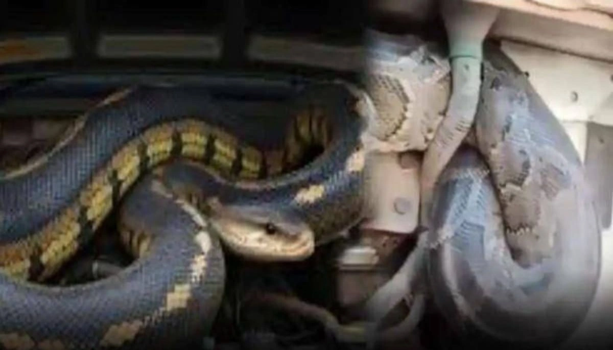 A 10-feet-long python rescued from a truck engine after traveling 98 kilometers from Kushinagar (UP) to Narkatiaganj (Bihar)