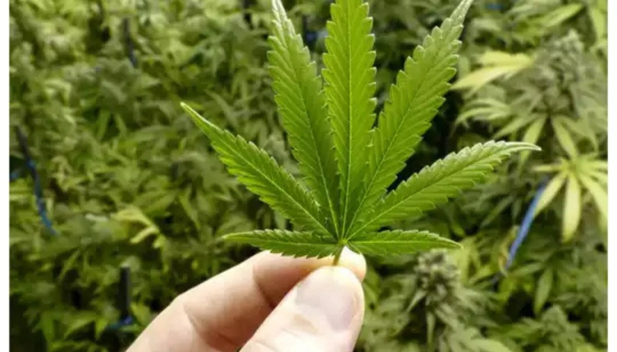 Motihari police seizes 280 kg of cannabis based on a tip-off, with an arrested trafficker and police officers.
