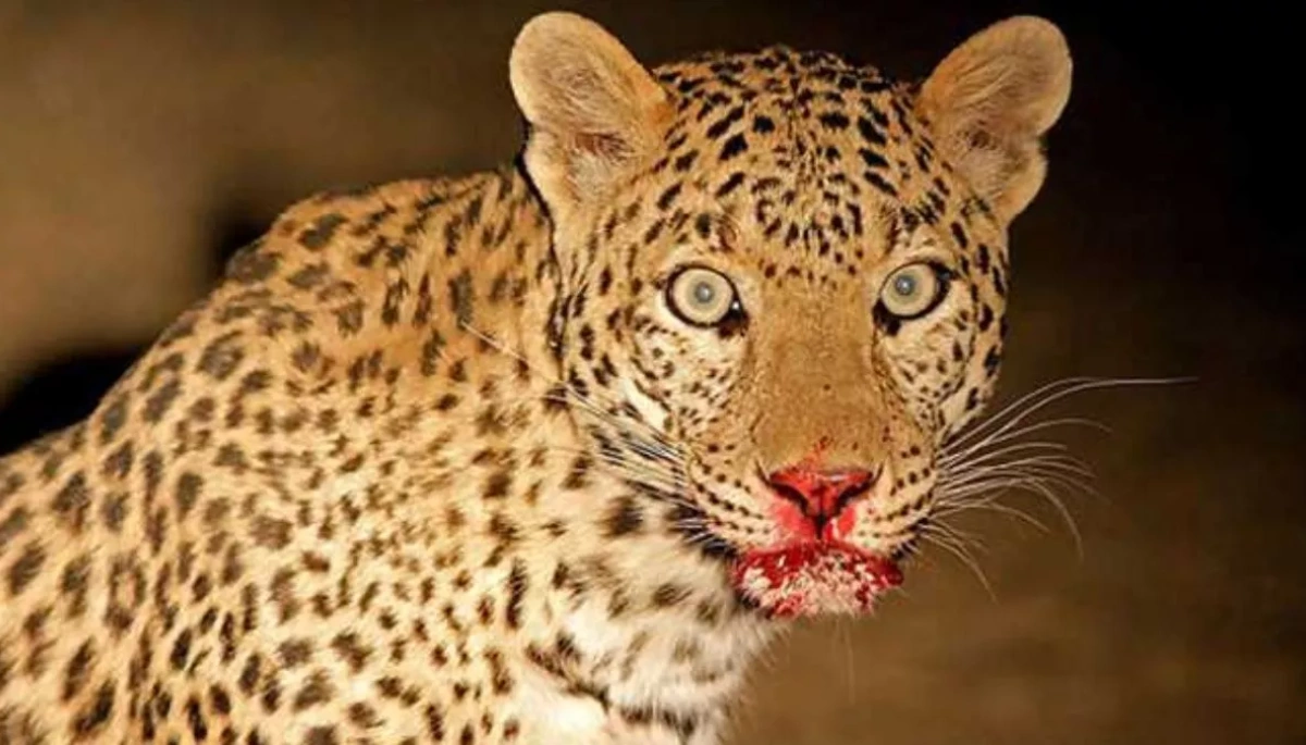 A leopard captured after 15 days of terrorizing a village in West Champaran, Bihar; residents and forest officials relieved.