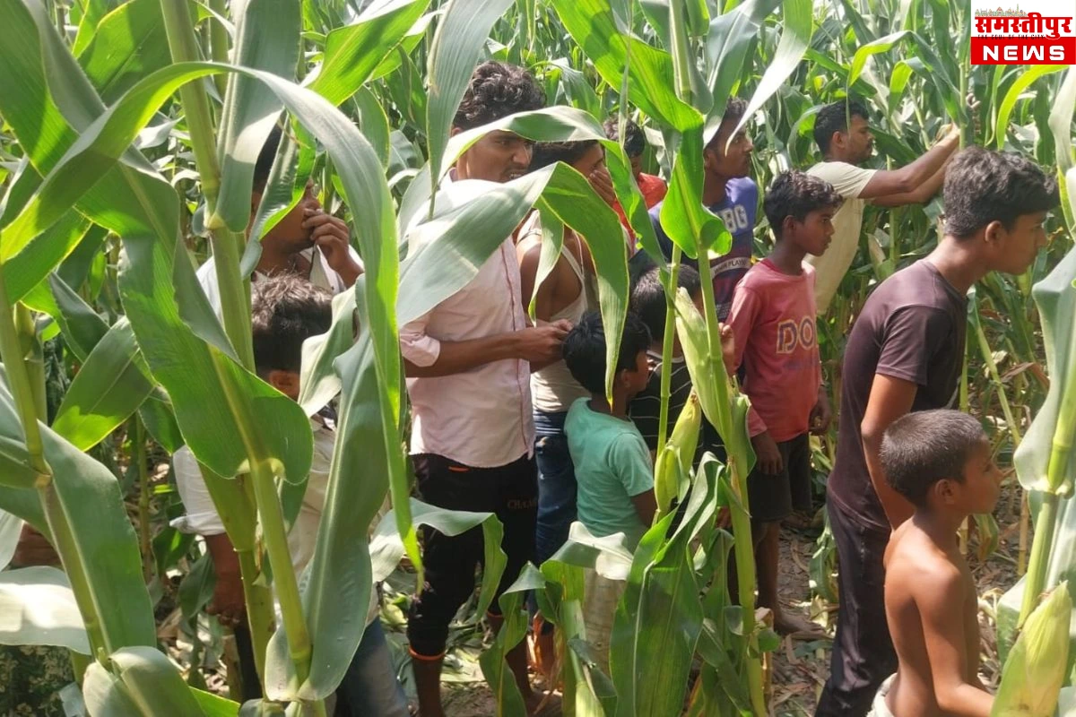 Bihar Murder News: अररिया जिले के मक्के के खेत में पेड़ से लटका मिला युवक का शव, पुलिस कर रही जांच