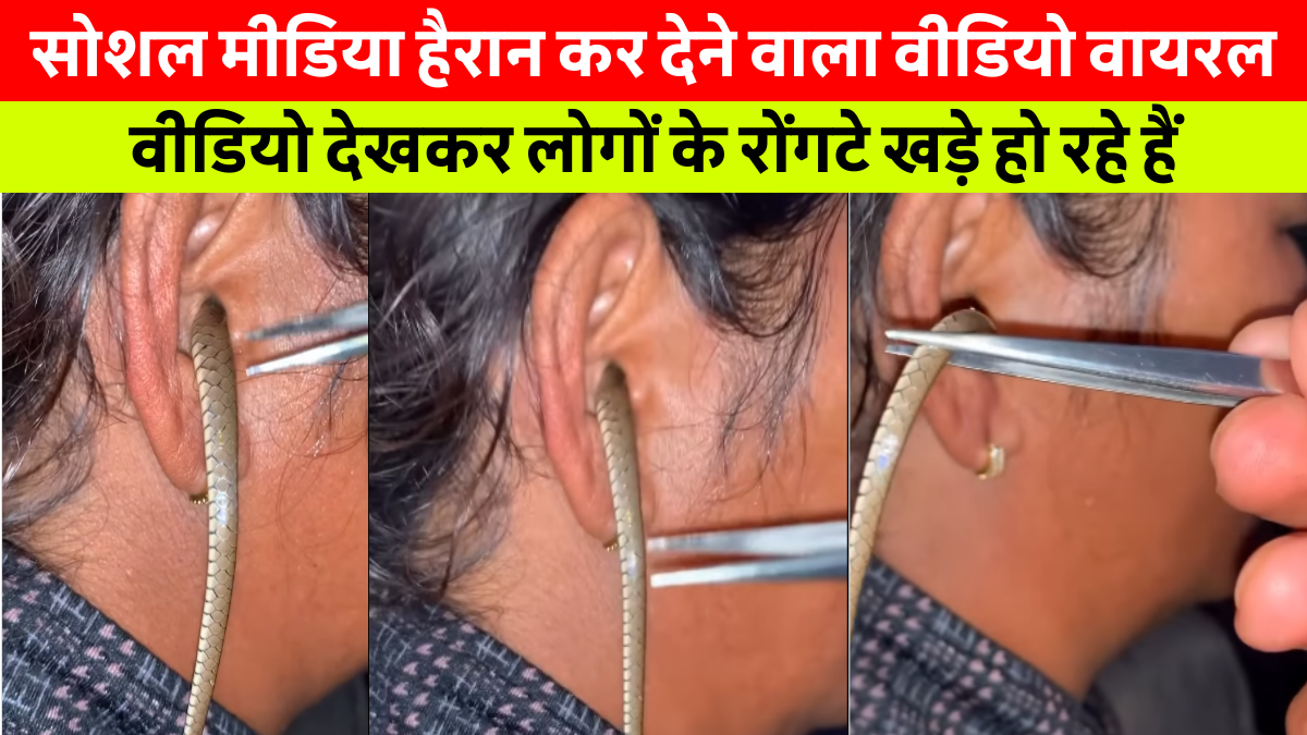 Snake Viral Video: महिला के कान में घुसे सांप को चिमटे से बाहर निकालने की कोशिश करता शख्स - वायरल वीडियो का एक दृश्य