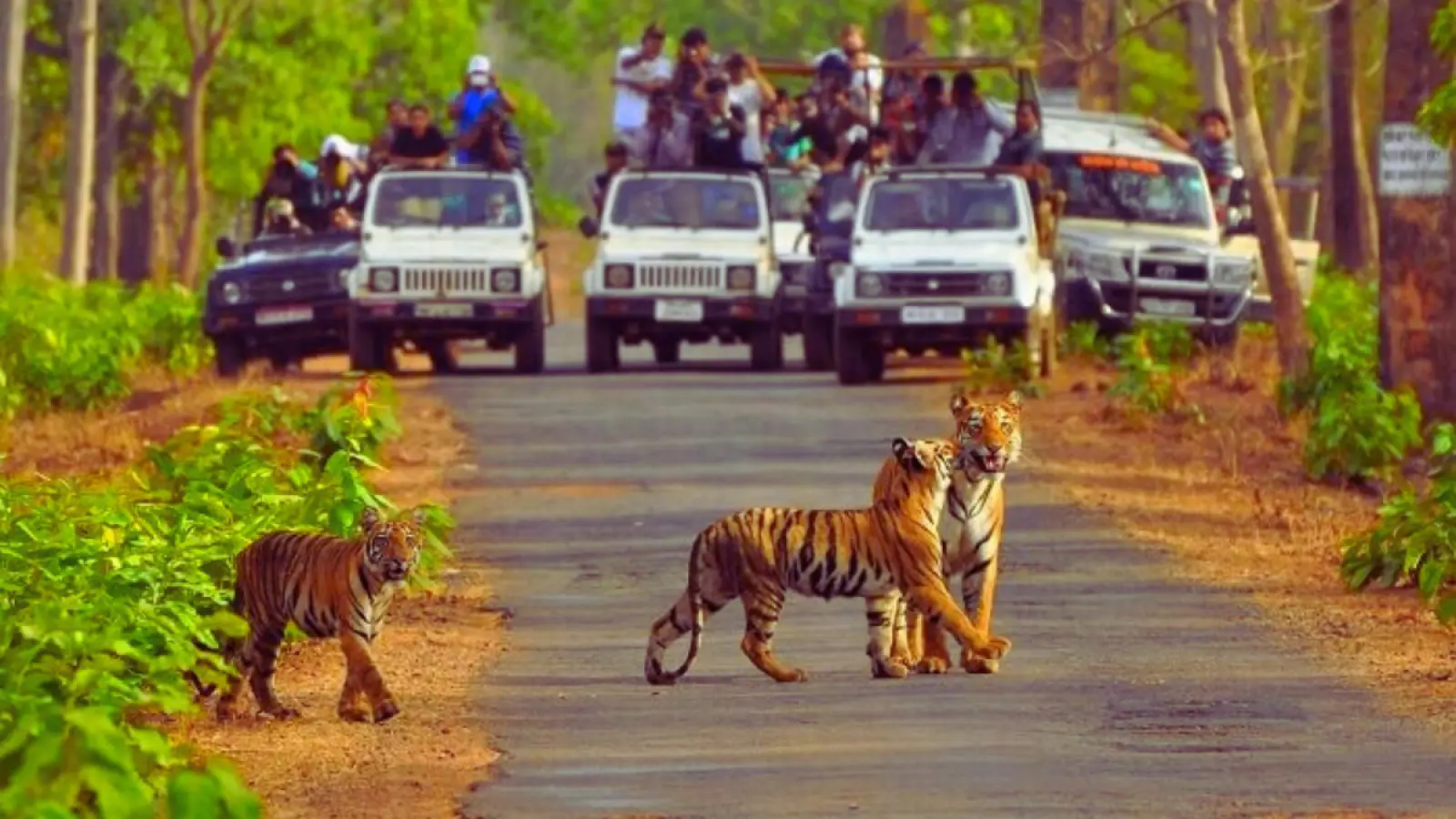 Sariska: सुरक्षित और सुंदर पर्यटन स्थल जैसे पंचमढ़ी, माउंट आबू और लोनावला की हरियाली और झरनों का दृश्य"