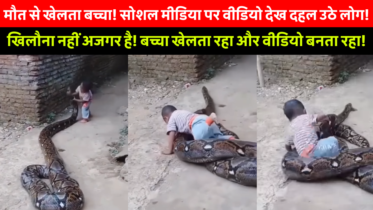 Child Playing With Giant Python In Viral Video On Social Media – Dangerous Moment Captured