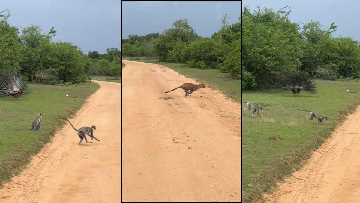 Leopard viral video scene where peacock and langurs react to predator entry in forest